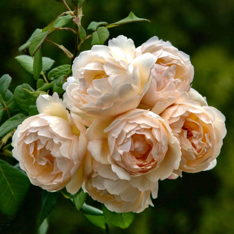 Воллертон Олд Холл