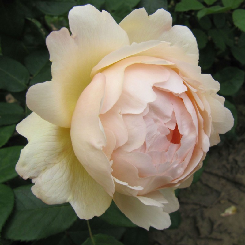 Воллертон Олд Холл