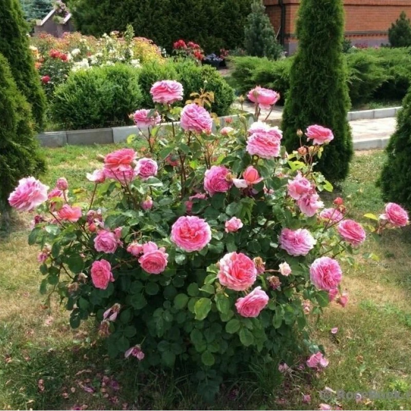 Принцесса Александра оф Кент