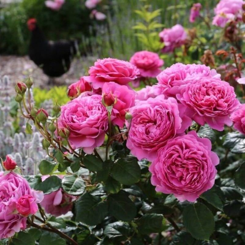 Принцесса Александра оф Кент