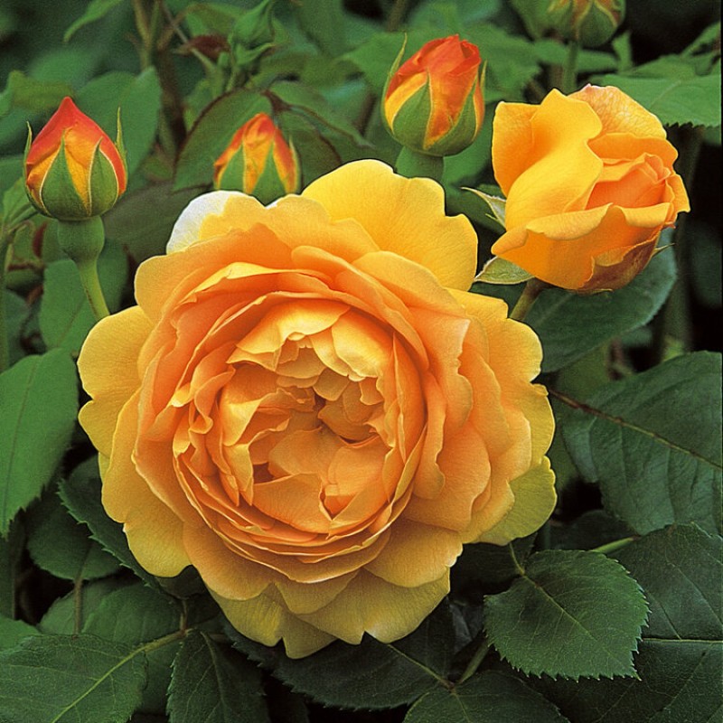 Голден селибрейшн