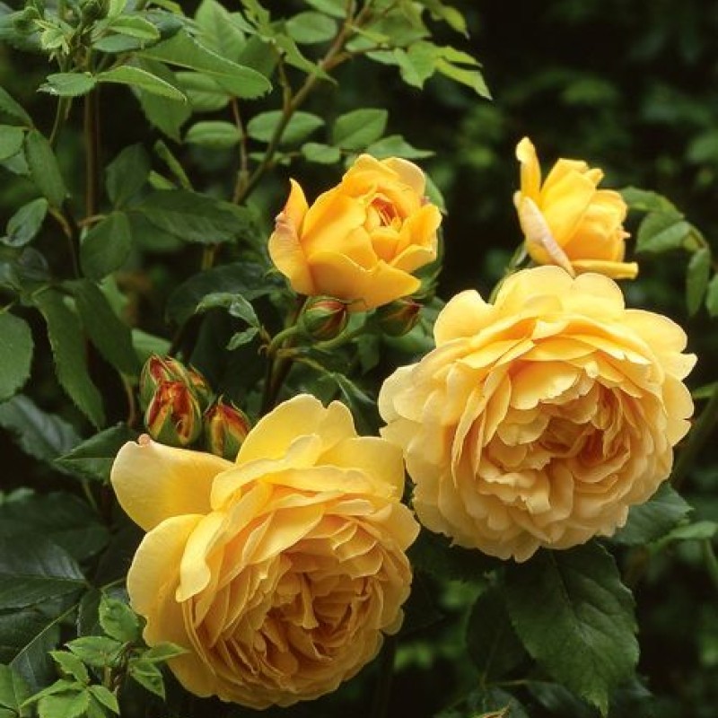 Голден селибрейшн