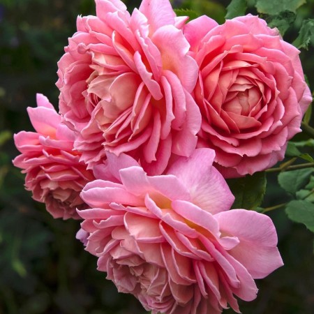 Ждубили Селибрейшен