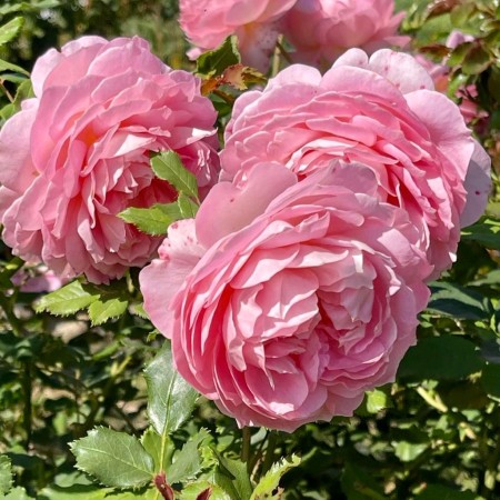 Ждубили Селибрейшен