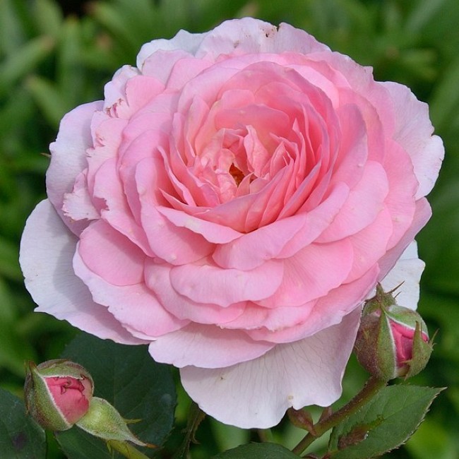 Эйнштейн Маринер