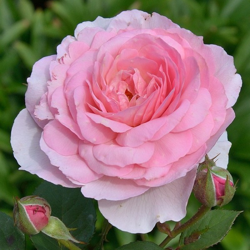 Эйнштейн Маринер