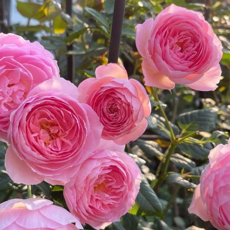 Эйнштейн Маринер