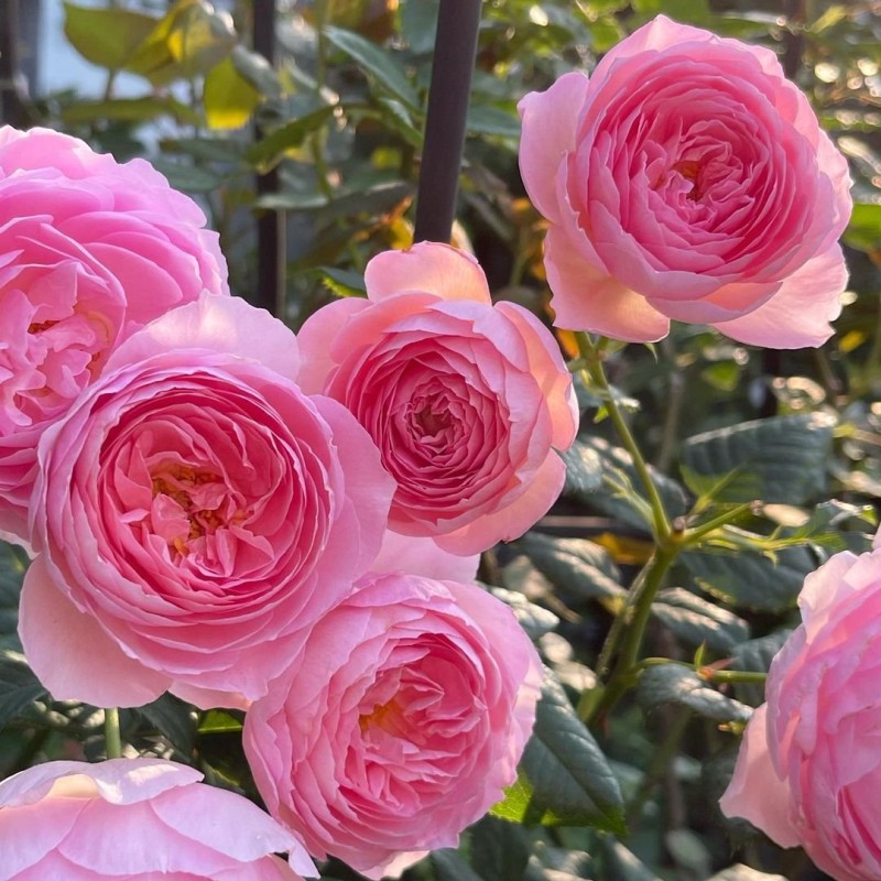 Эйнштейн Маринер