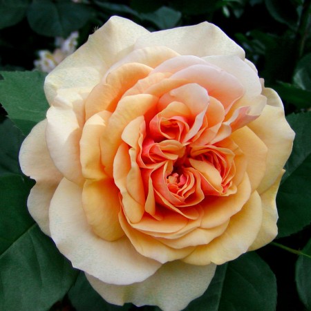 Чарлз Остин