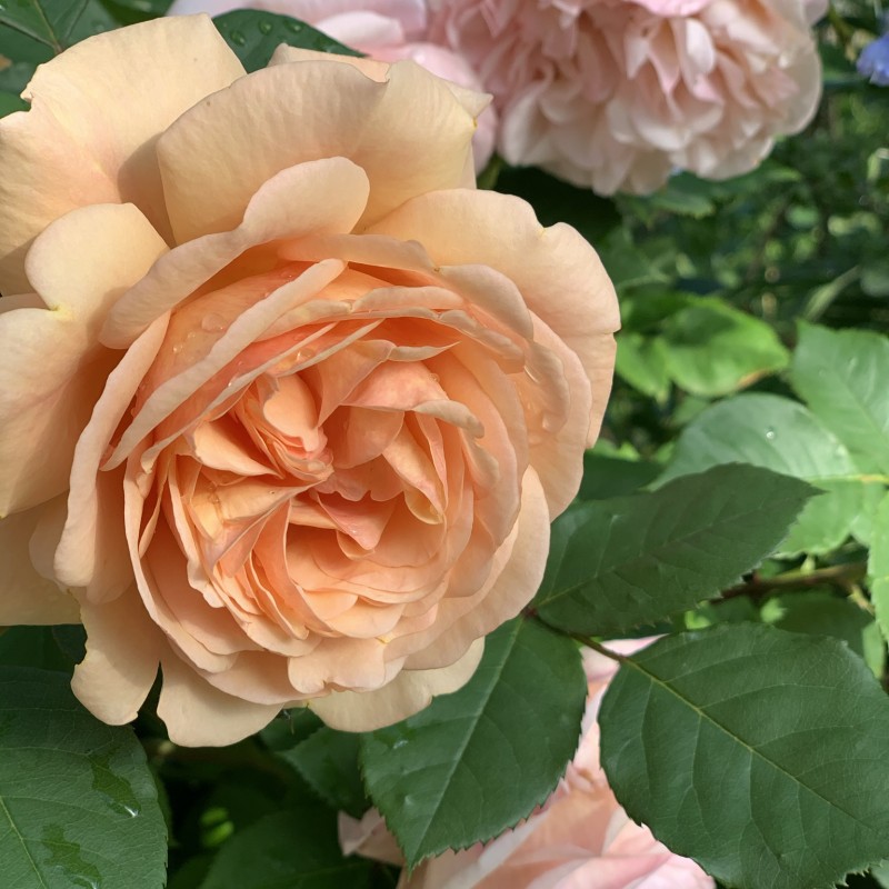 Чарлз Остин