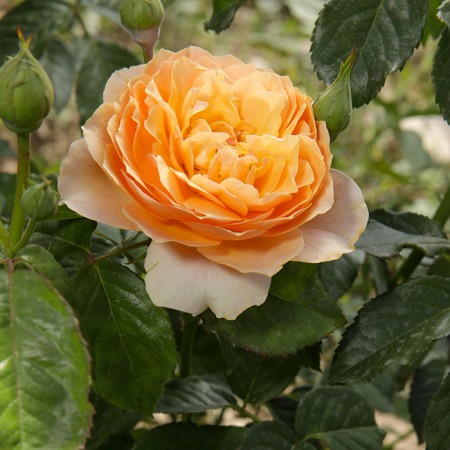 Чарлз Остин