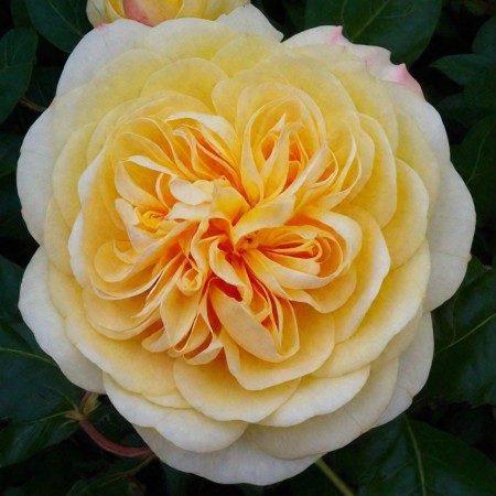 Чарлз Остин