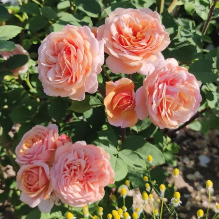 Чарлз Остин