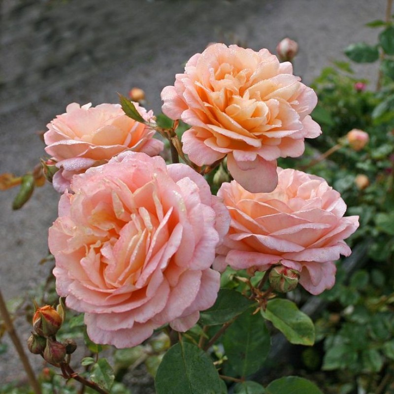 Чарлз Остин