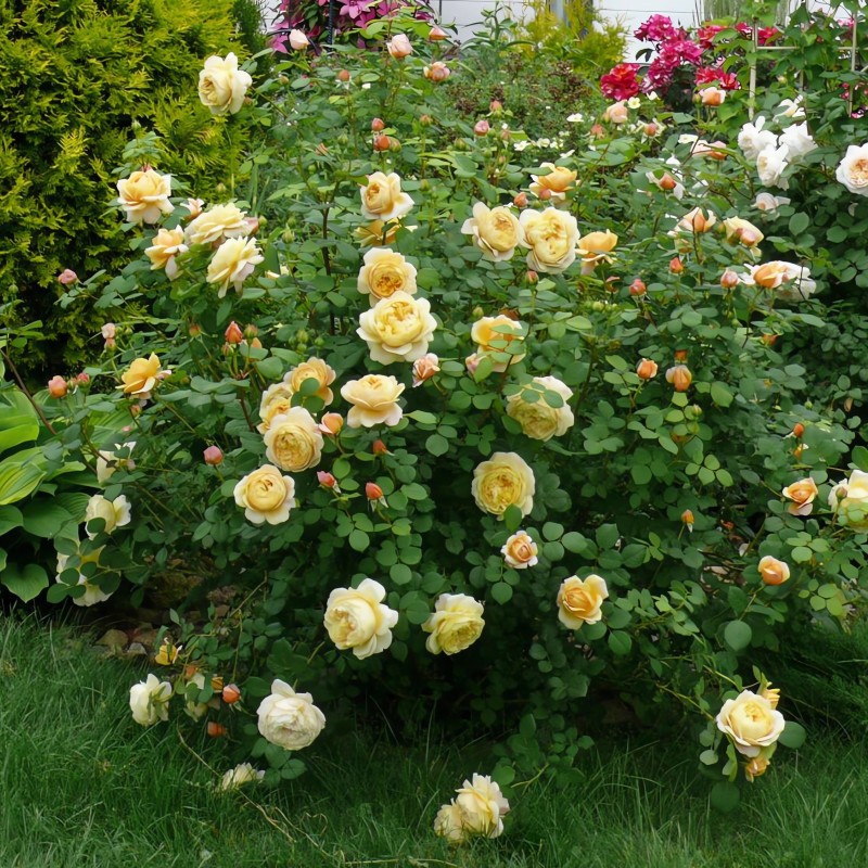 Чарльз Дарвин