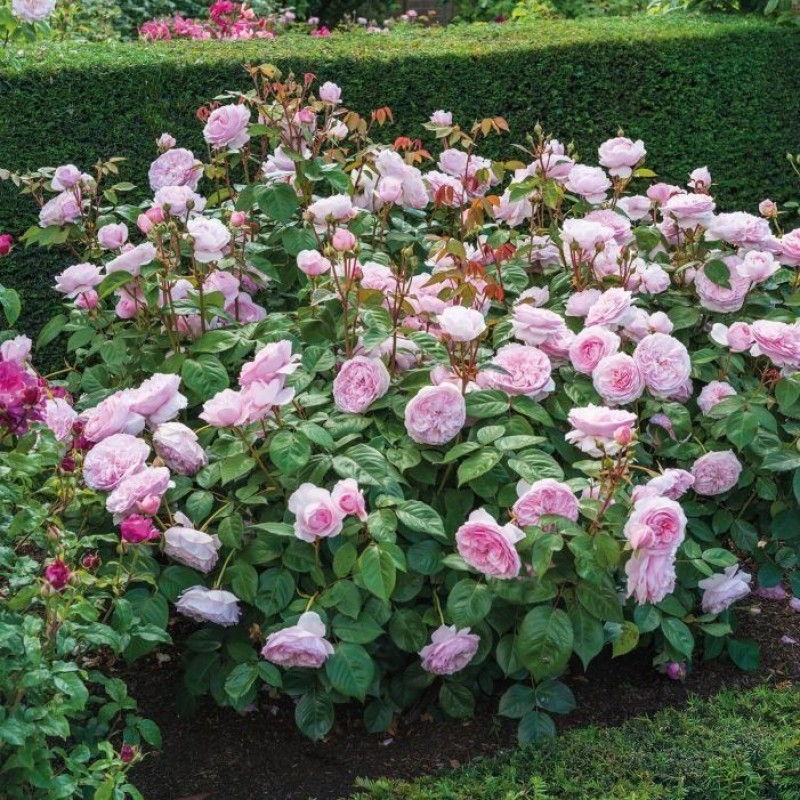 Оливия Роуз