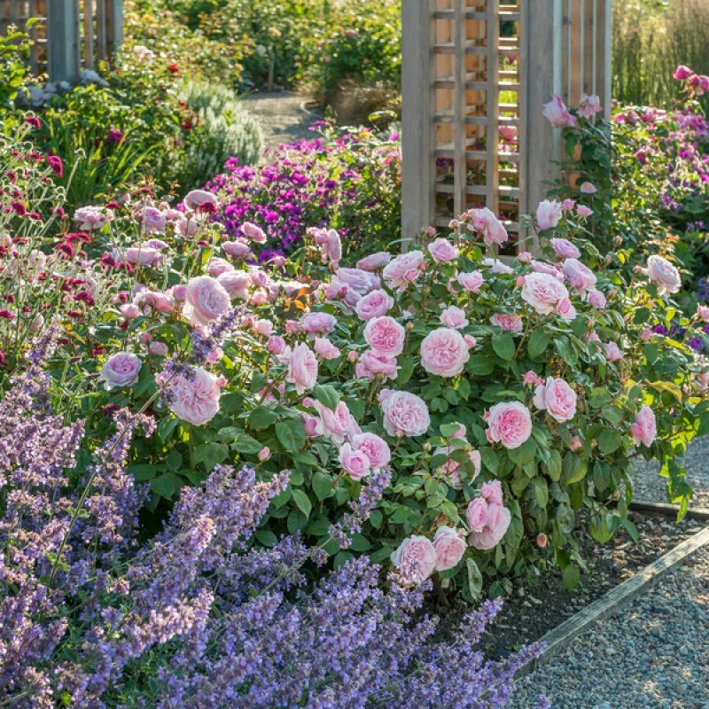 Оливия Роуз