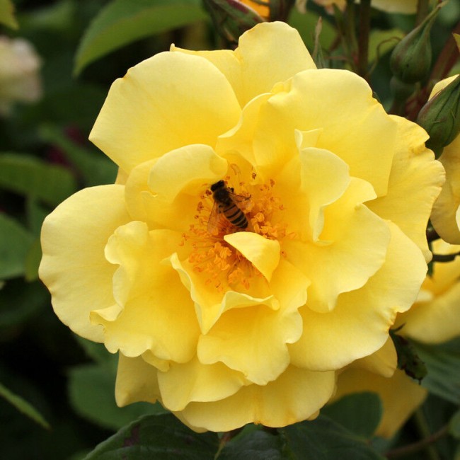 Голден гейт