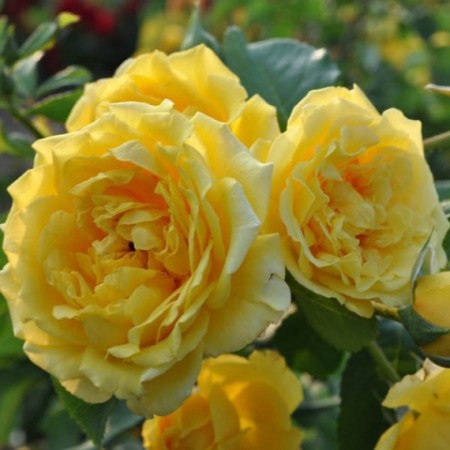 Голден гейт