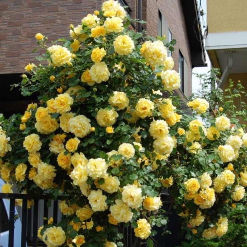 Голден гейт