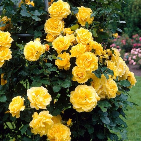 Голден гейт