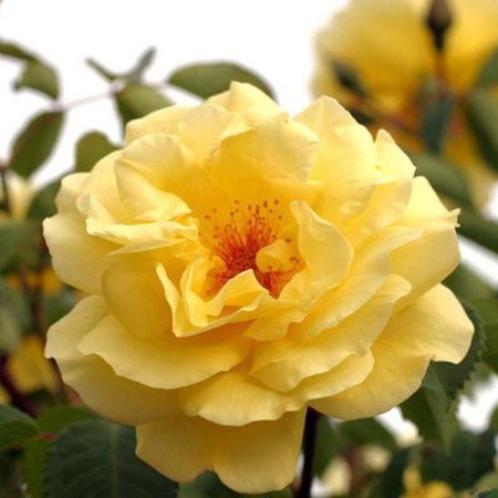 Голден гейт