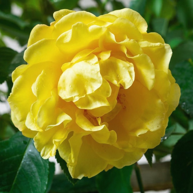 Голден гейт