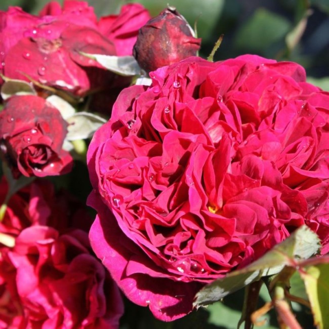 Бисэнтэнер дэ Гийо