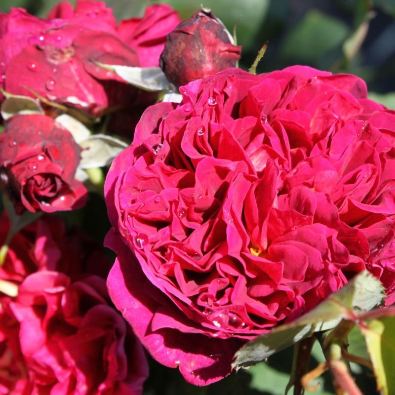 Бисэнтэнер дэ Гийо