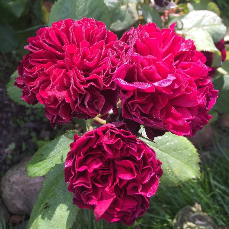 Бисэнтэнер дэ Гийо