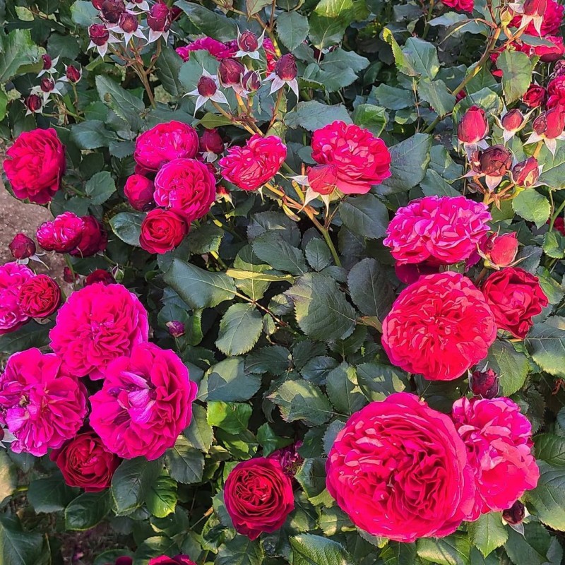 Бисэнтэнер дэ Гийо