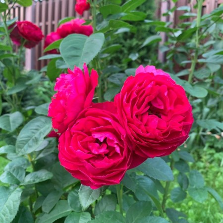 Бисэнтэнер дэ Гийо