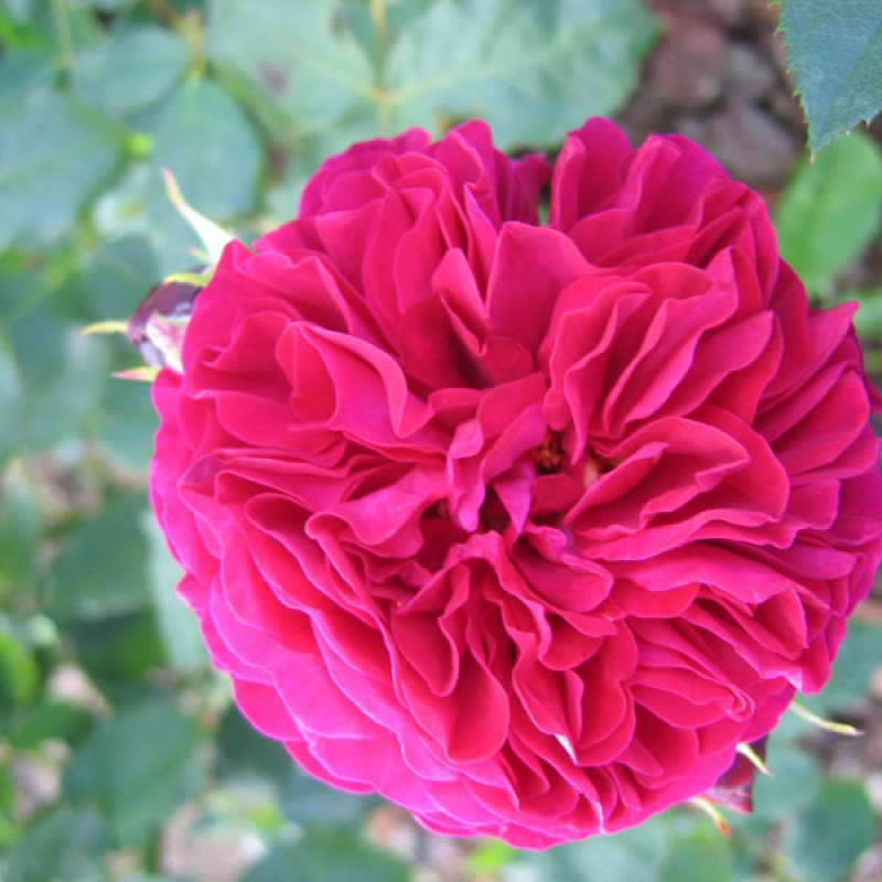 Бисэнтэнер дэ Гийо