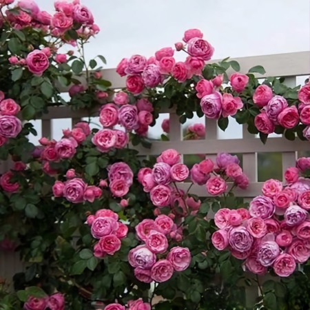 Помпонелла