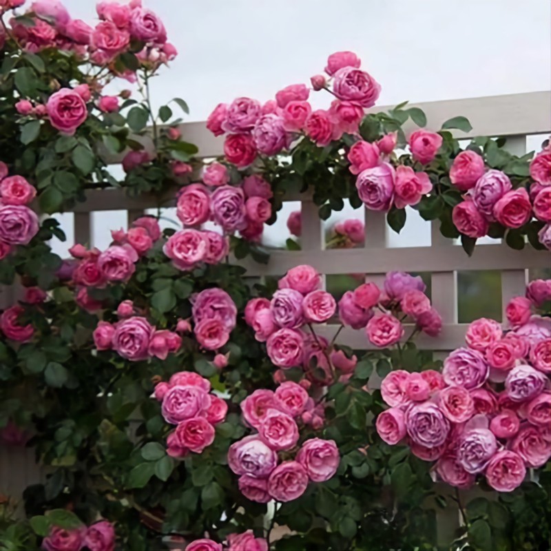 Помпонелла