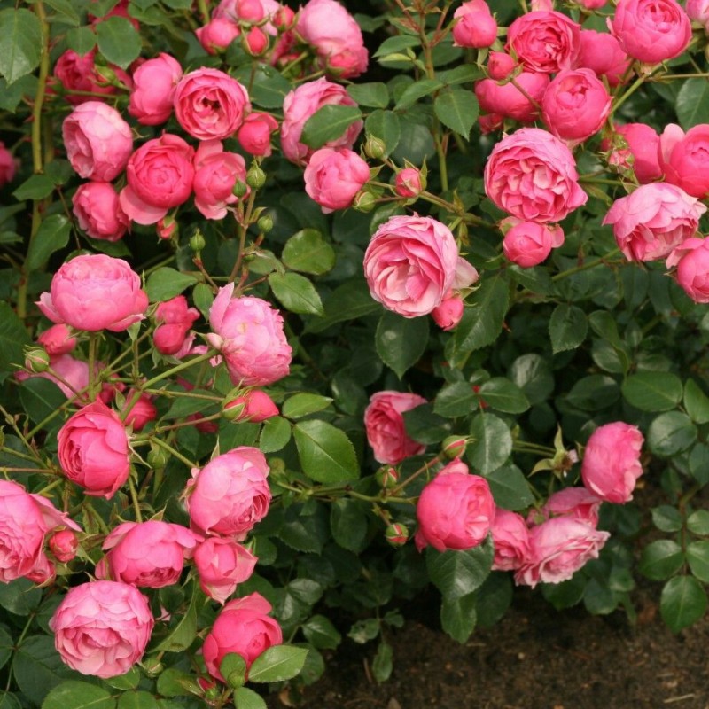 Помпонелла