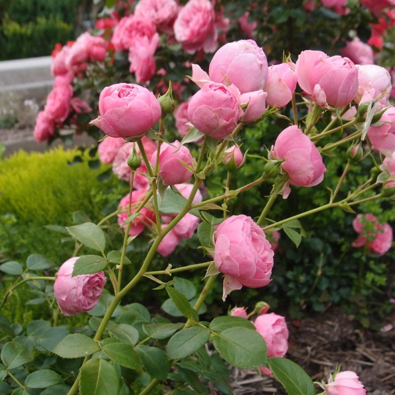 Помпонелла