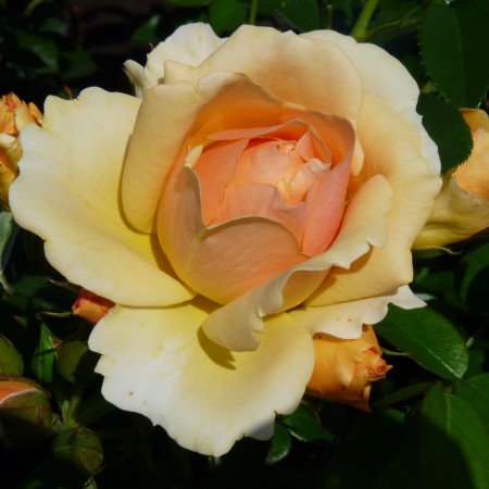 Хансештад Росток