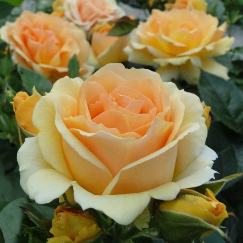 Хансештад Росток