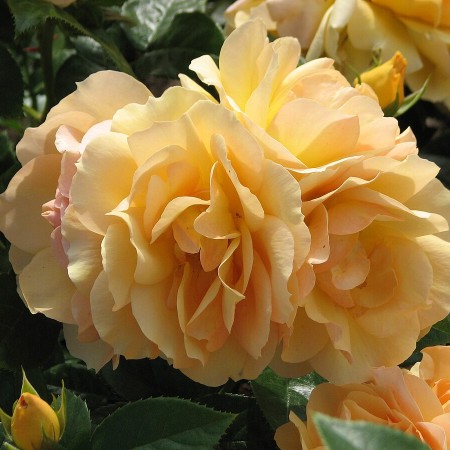 Хансештад Росток