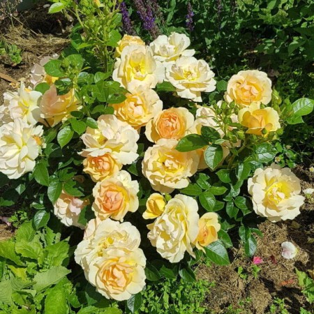 Хансештад Росток