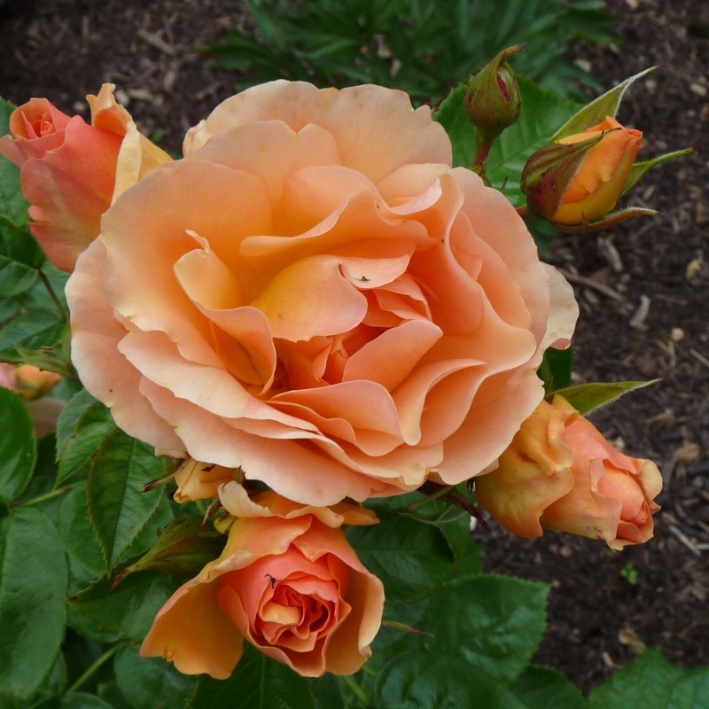 Хансештад Росток