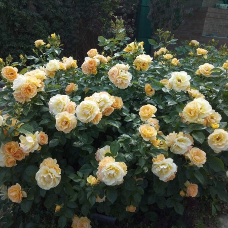 Хансештад Росток