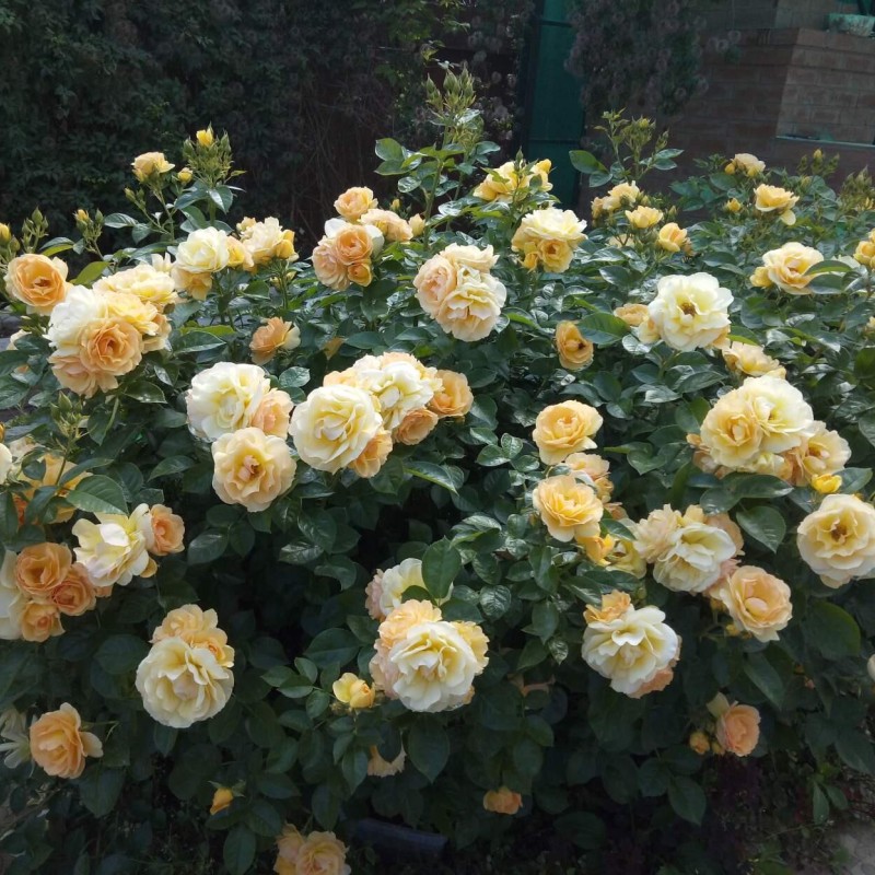 Хансештад Росток