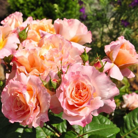 Августа Луиза