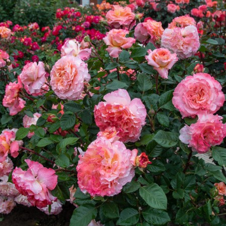 Августа Луиза