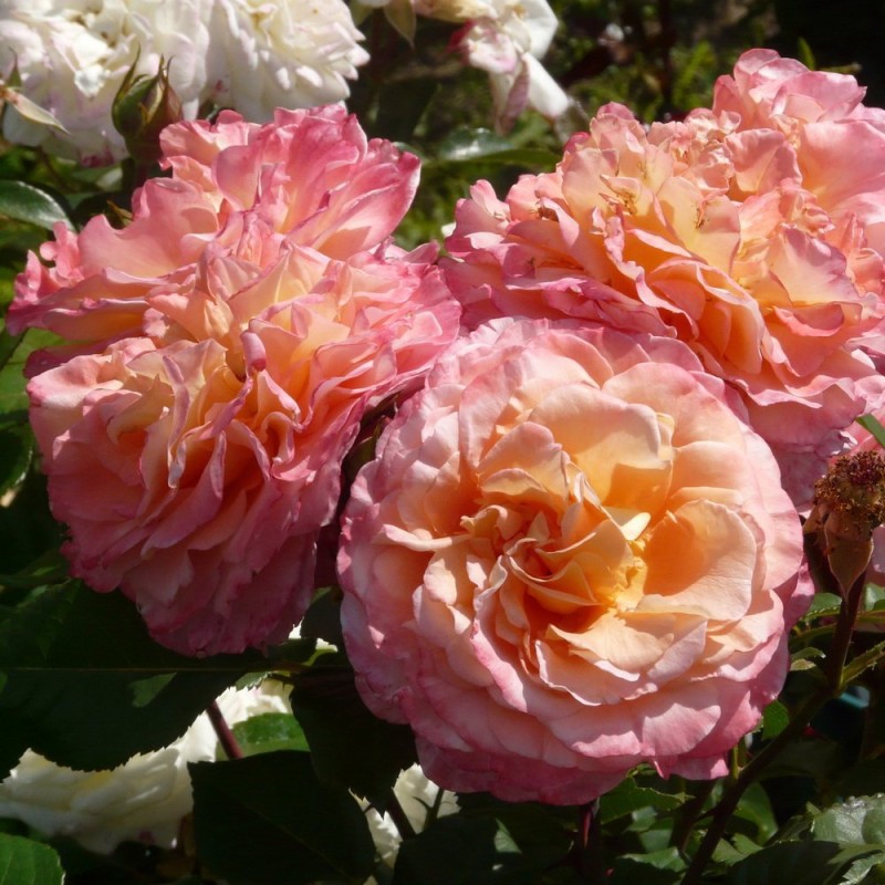 Августа Луиза