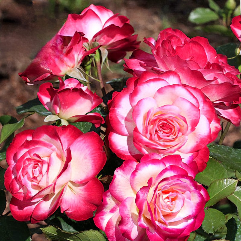 Юбилей Принца Монако