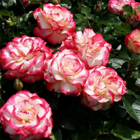 Юбилей Принца Монако