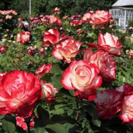 Юбилей Принца Монако